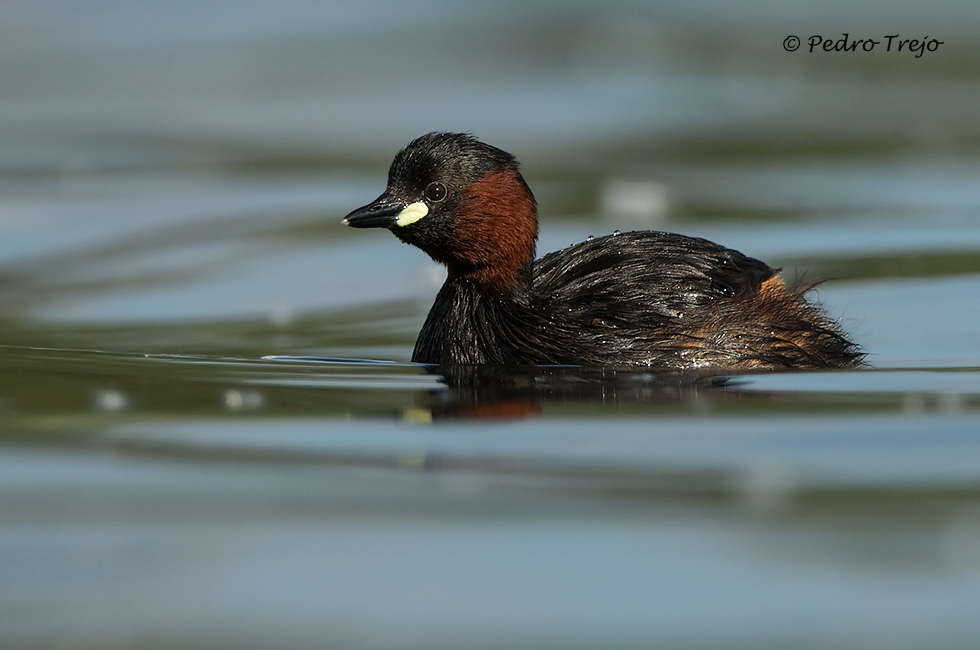 Zampullin chico ( Tachybaptus ruficollis )